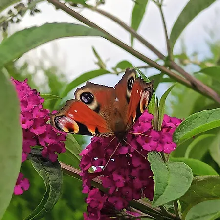 Ferienhaus Levandule